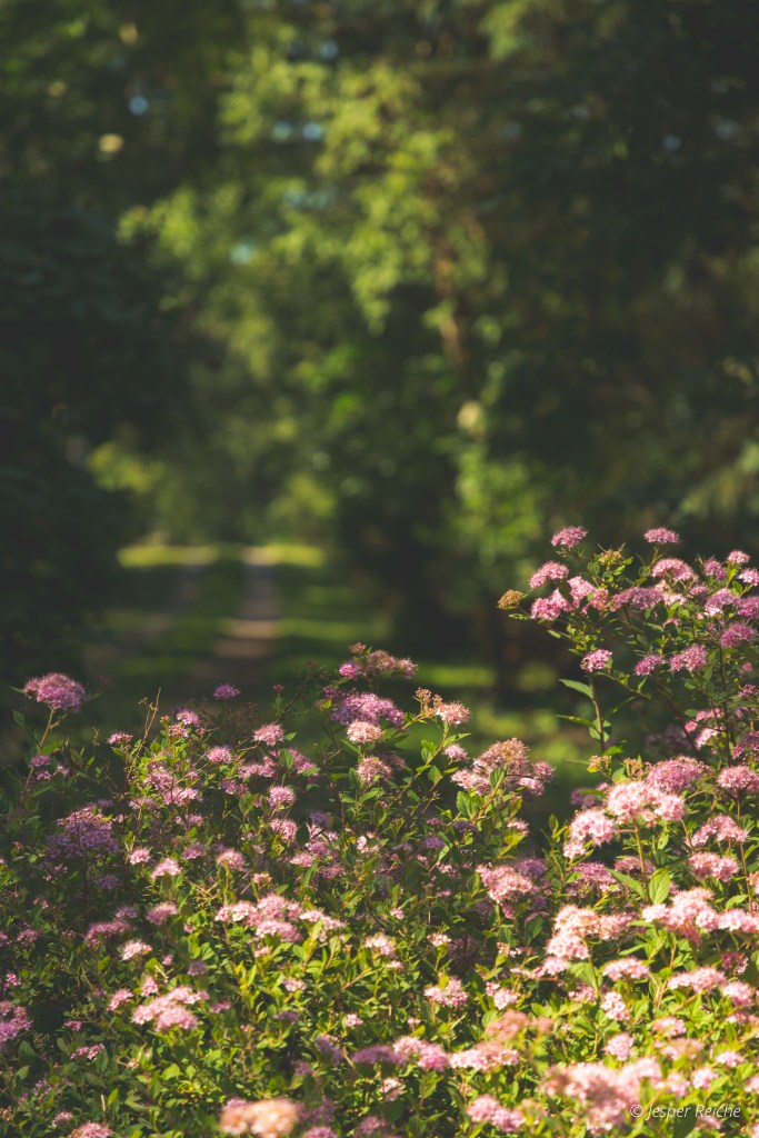 Flowers and road