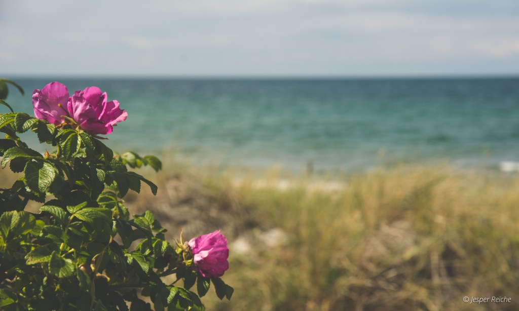 Flowers and beach